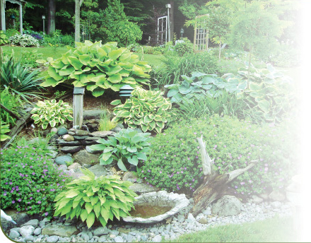 Giboshihill Hostas Giboshihill Hostas