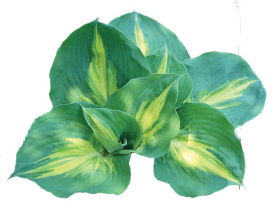 Giboshihill Hostas Giboshihill Hostas